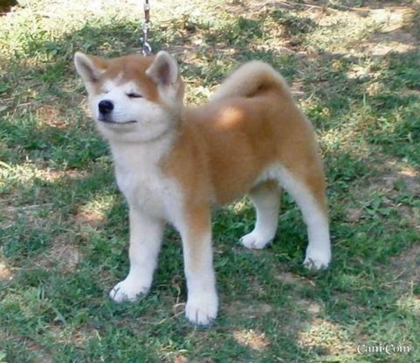 akita-inu-210779 - Akita inu