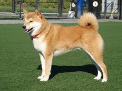 images - Akita inu