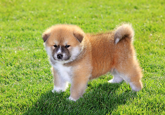 028396 - Akita inu