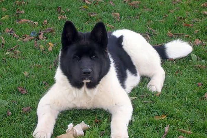 AkitaAmerican3 - Akita inu american