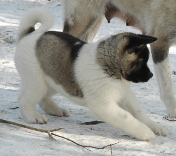 Akita-Puppy6 - Akita inu american