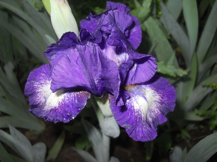 DSCN3995 - Irisi 2015 gradina nr 2