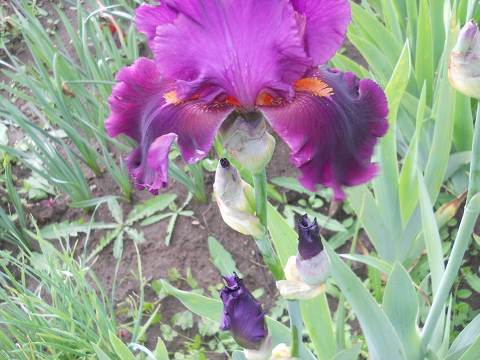 DSCN4021 - Irisi 2015 gradina nr 2