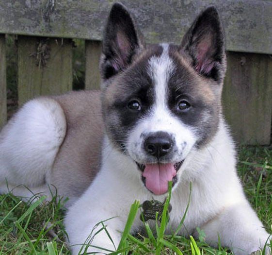 kioko_akita_01.jpg_w450 - Akita inu american