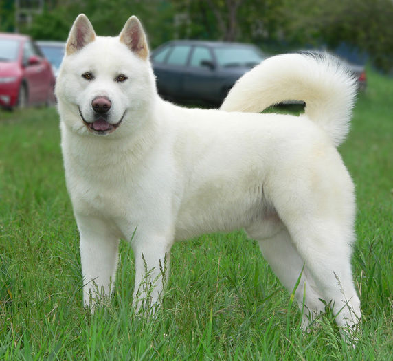 White-Akita-Inu - Akita inu alb