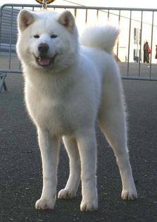 Hanzo-8-months - Akita inu alb