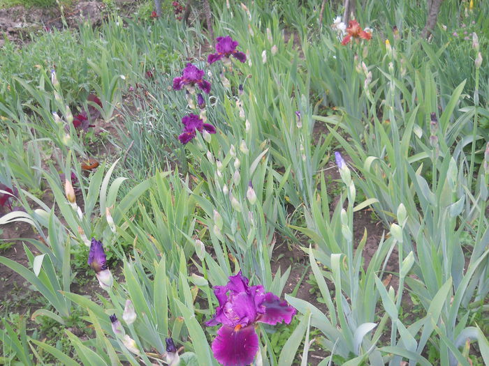 DSCN4053 - Irisi 2015 gradina nr 2