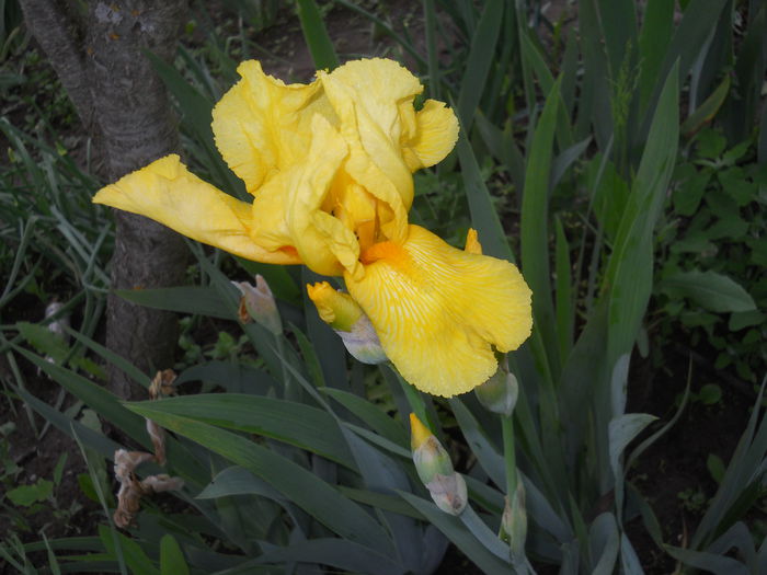 DSCN4057 - Irisi 2015 gradina nr 2