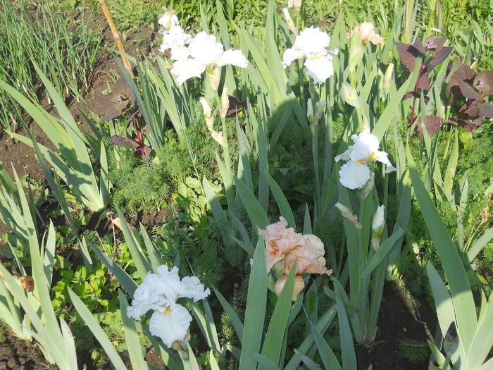 DSCN4074 - Irisi 2015 gradina nr 2