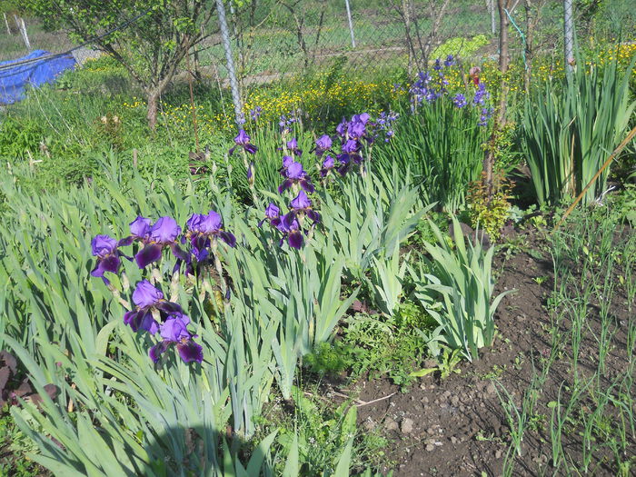 DSCN4075 - Irisi 2015 gradina nr 2
