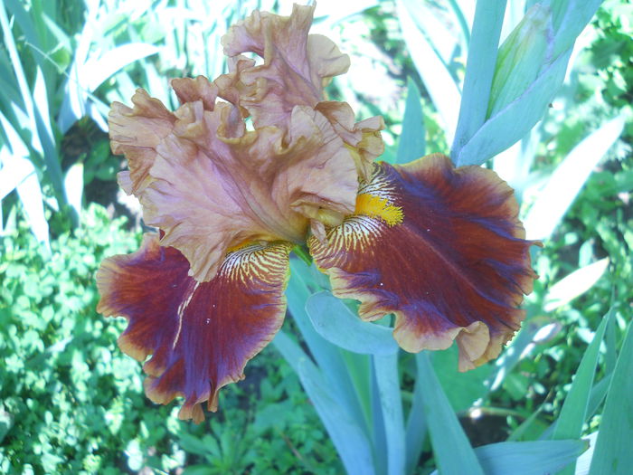 DSCN4081 - Irisi 2015 gradina nr 2