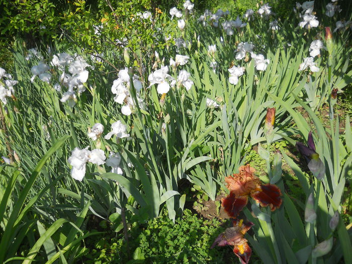 DSCN4082 - Irisi 2015 gradina nr 2