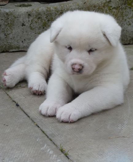 white-pedigree-akita-puppies-8-weeks-old-read-for-527e3c99e6902 - Akita inu alb