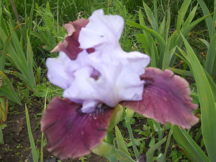 DSCN4119 - Irisi 2015 gradina nr 2