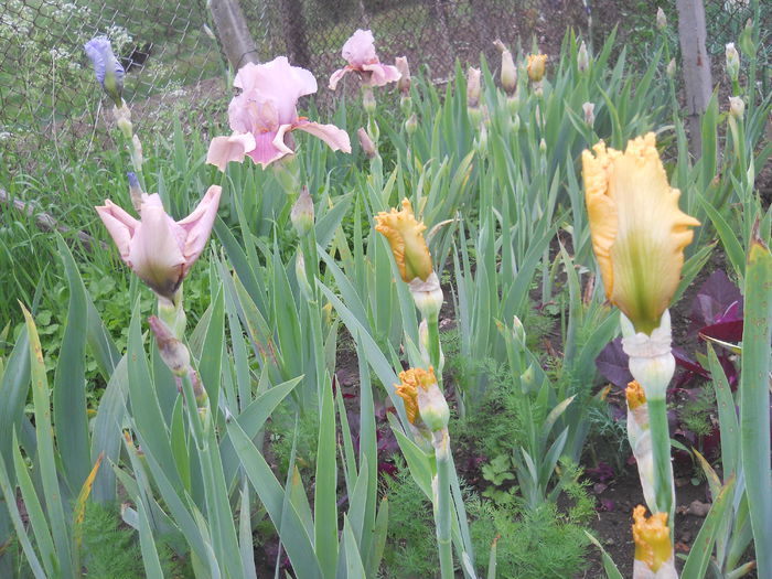 DSCN4120 - Irisi 2015 gradina nr 2