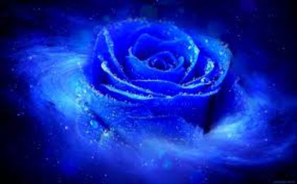images (1) - trandafiri albastrii