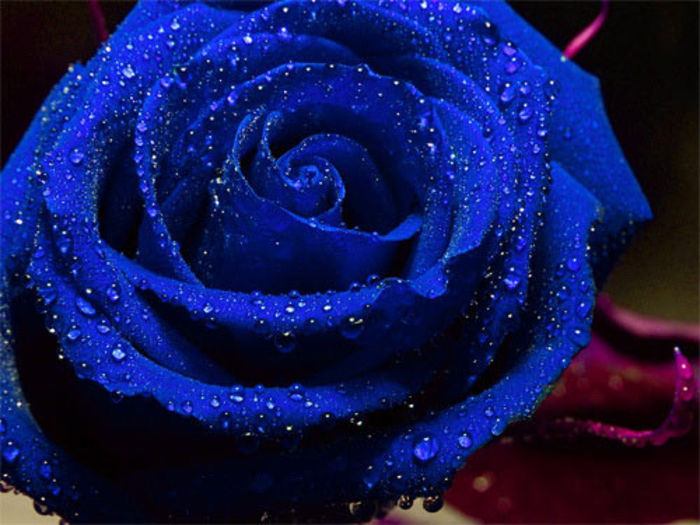 trd13 - trandafiri albastrii