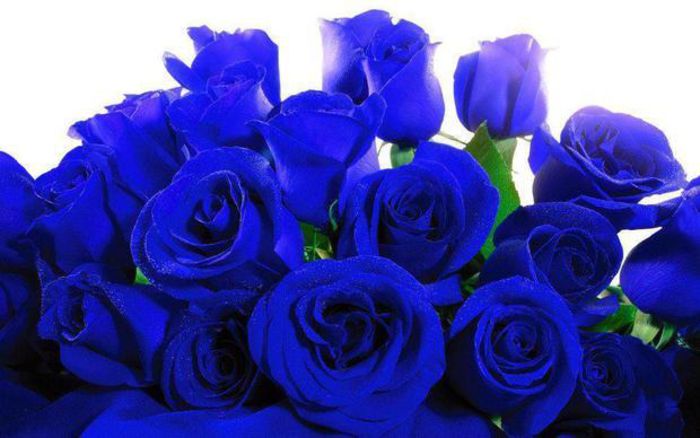 trandafiri-albastrii-cu-multa-demnitate_4a2a5af609511e