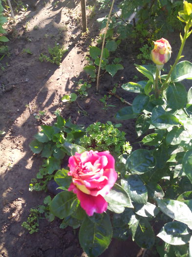 IMG_20150602_080727 - Trandafiri 2015