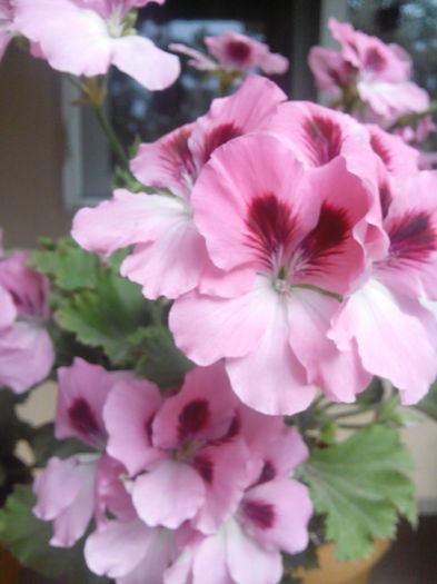 IMG_20150603_145257_35CS - floricele 2015