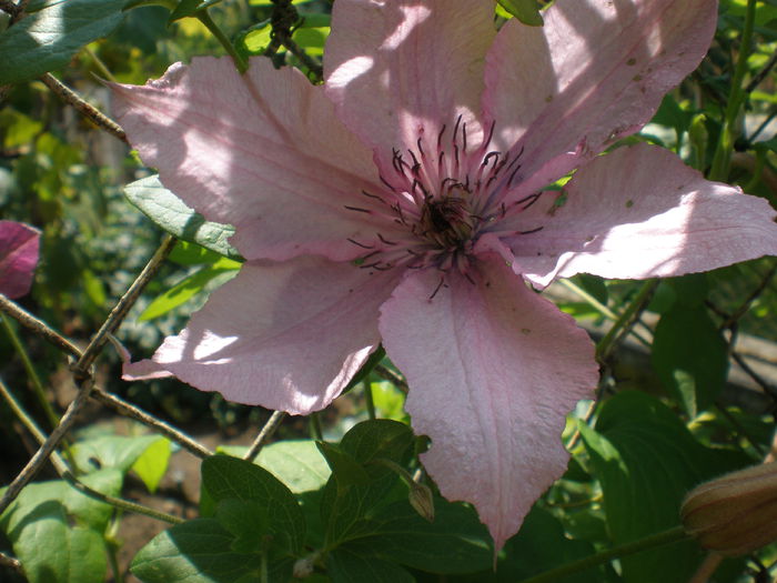 P1010128 - clematis