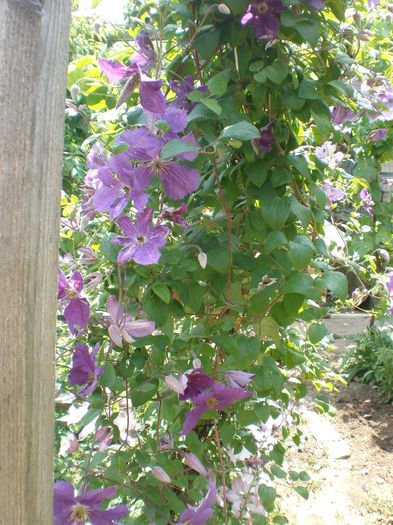 P1010123 - clematis
