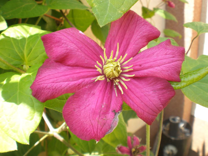 P1010127 - clematis