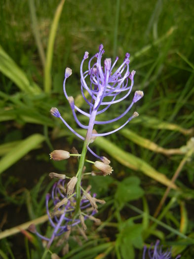 Muscari comosum (2015, May 20)