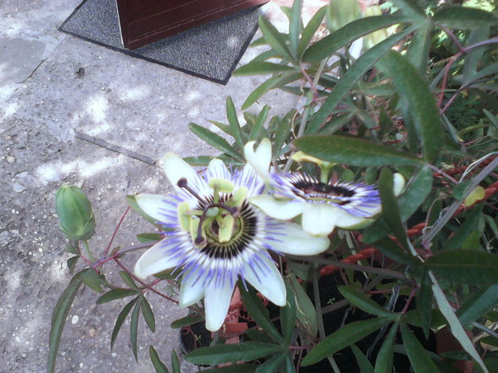 CAERULEA - PASSIFLORA