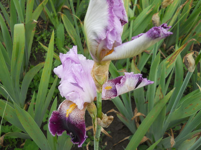 DSCN4175 - Subalbum  irisi 2 2015