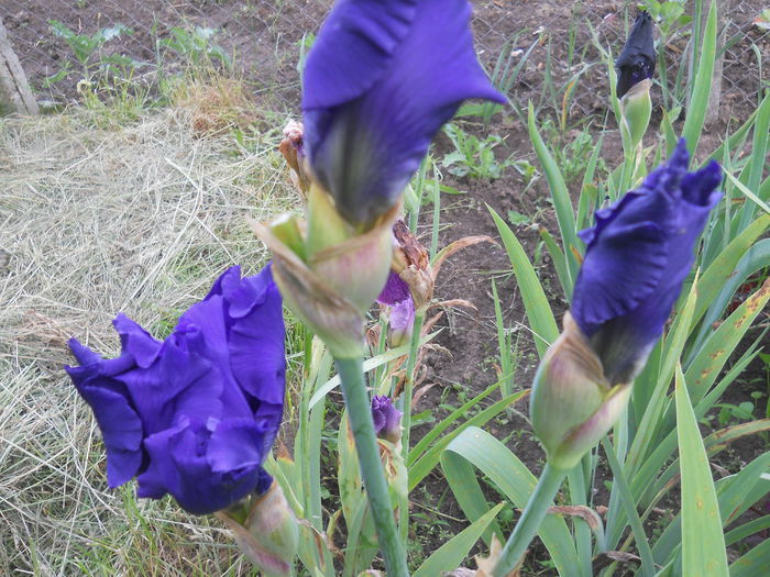 DSCN4185 - Subalbum  irisi 2 2015