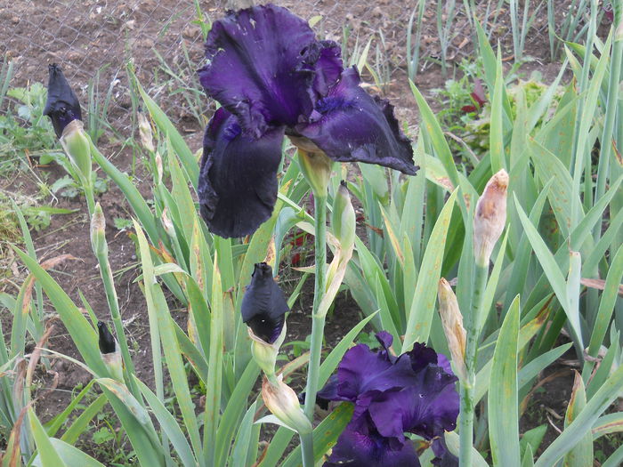 DSCN4186 - Subalbum  irisi 2 2015
