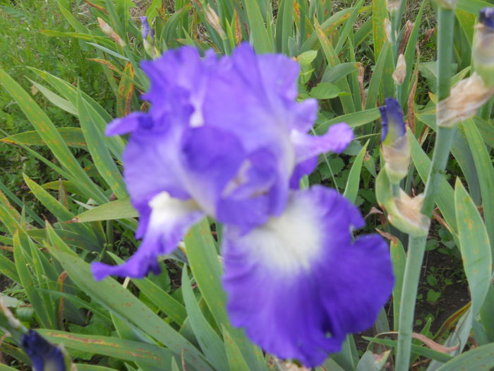 DSCN4189 - Subalbum  irisi 2 2015