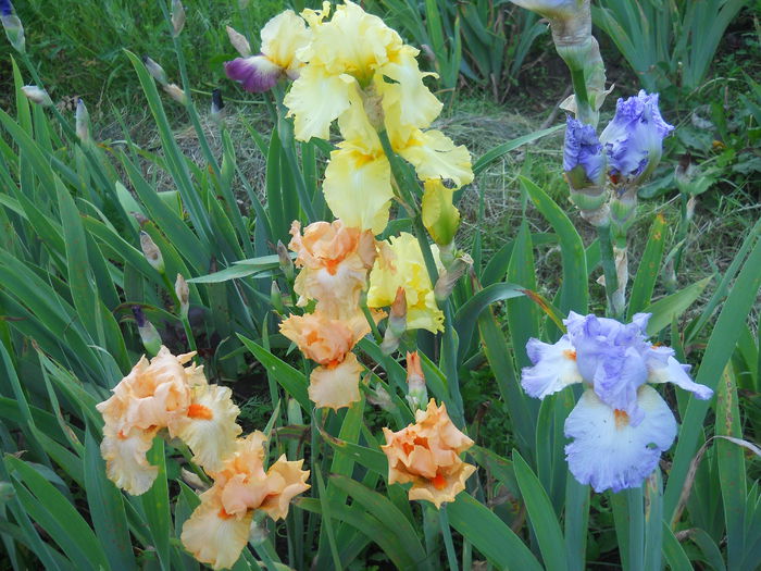 DSCN4190 - Subalbum  irisi 2 2015