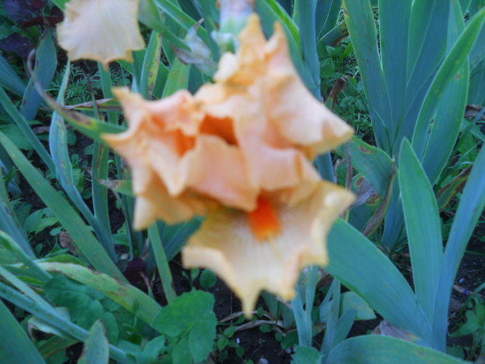 DSCN4191 - Subalbum  irisi 2 2015