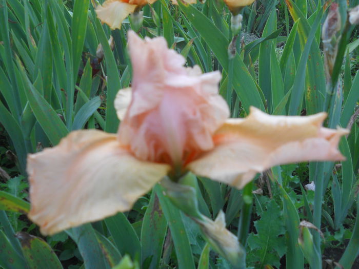 DSCN4192 - Subalbum  irisi 2 2015