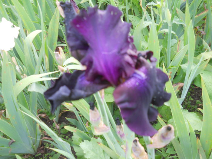 DSCN4193 - Subalbum  irisi 2 2015