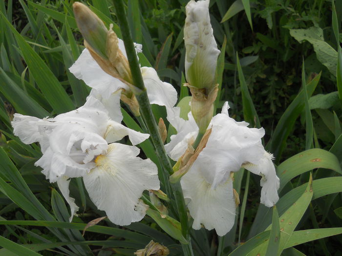 DSCN4194 - Subalbum  irisi 2 2015