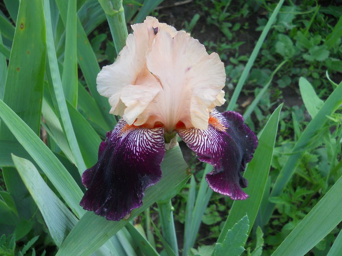 DSCN4195 - Subalbum  irisi 2 2015