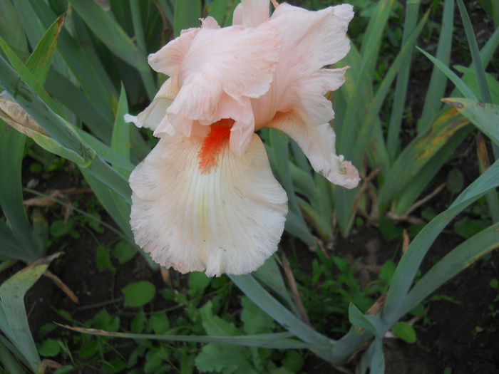 DSCN4197 - Subalbum  irisi 2 2015