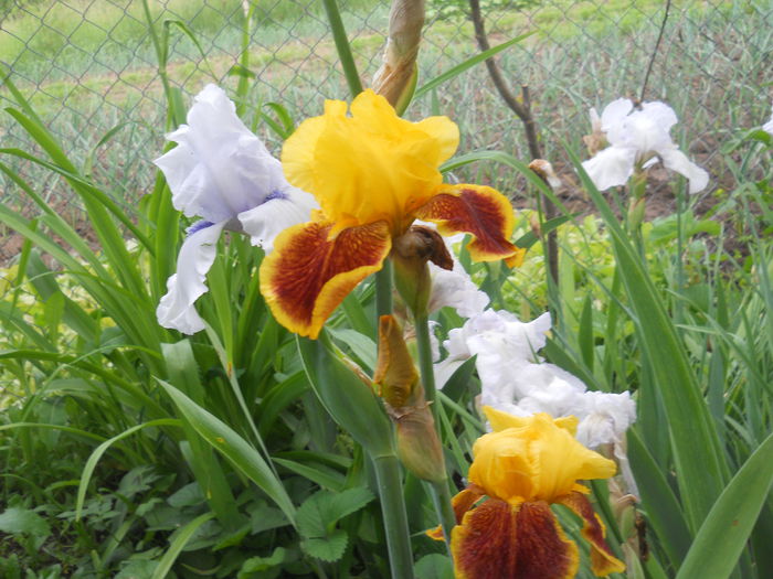 DSCN4204 - Subalbum  irisi 2 2015