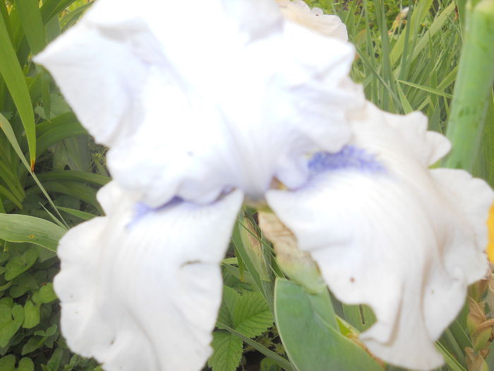 DSCN4205 - Subalbum  irisi 2 2015