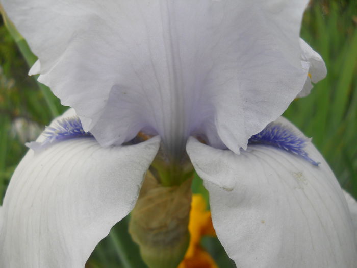 DSCN4206 - Subalbum  irisi 2 2015