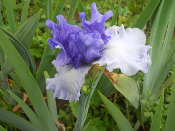 DSCN4207 - Subalbum  irisi 2 2015