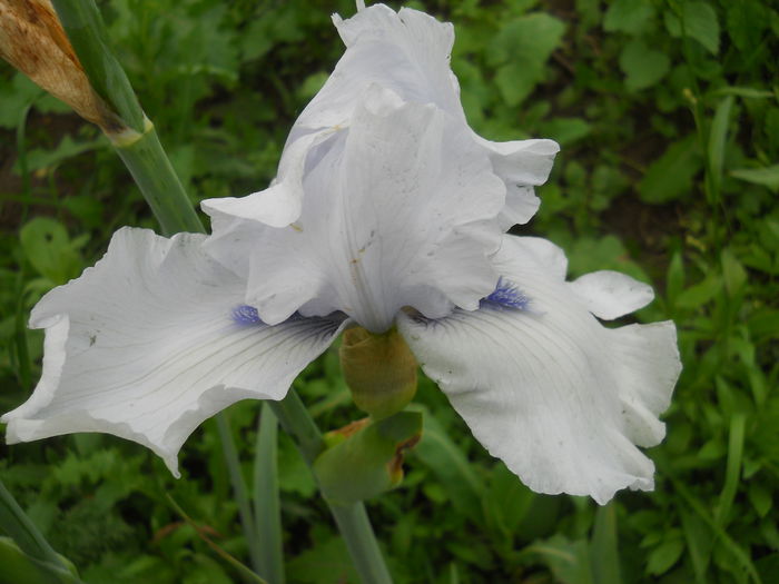DSCN4208 - Subalbum  irisi 2 2015