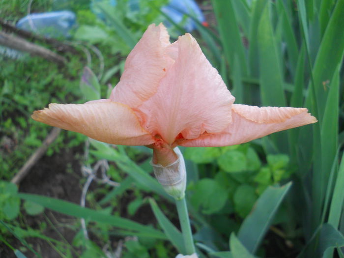 DSCN4209 - Subalbum  irisi 2 2015