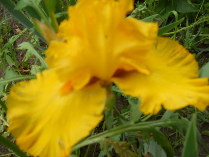 DSCN4210 - Subalbum  irisi 2 2015