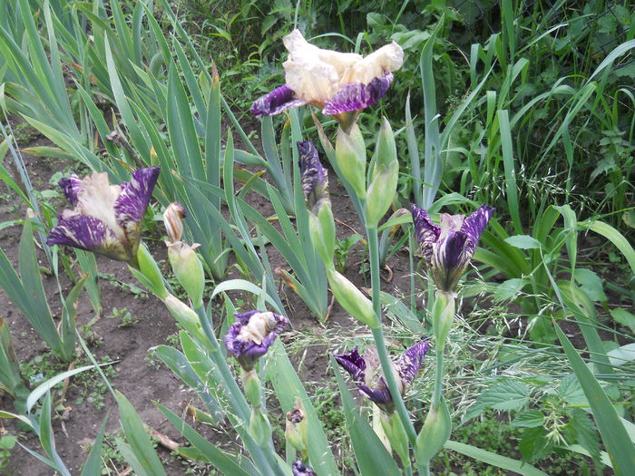 DSCN4212 - Subalbum  irisi 2 2015