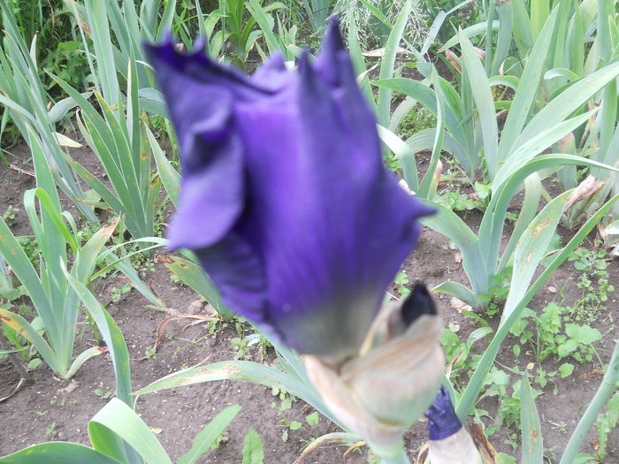 DSCN4215 - Subalbum  irisi 2 2015