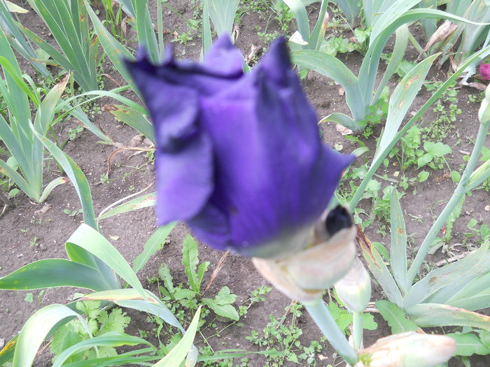 DSCN4216 - Subalbum  irisi 2 2015